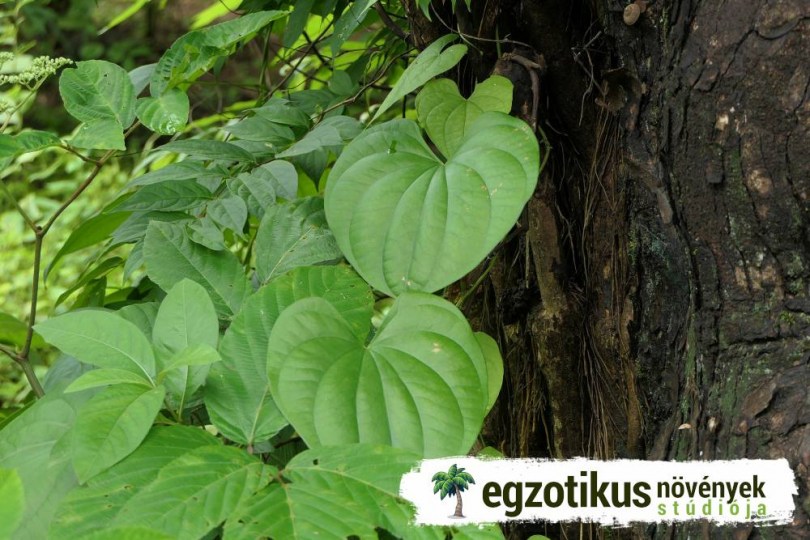Indiai jamsz, Dioscorea wallichii, gyökérzöldség, zöldség
